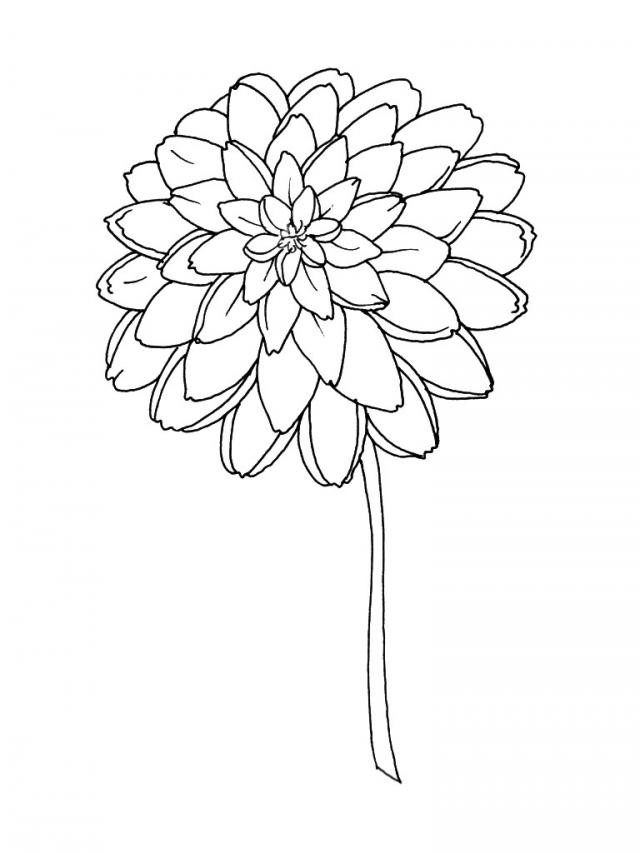 Dalia