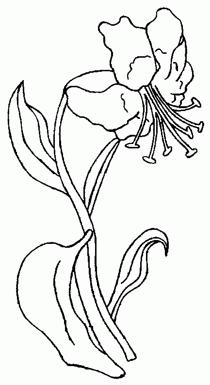 Kwiat lilii.
